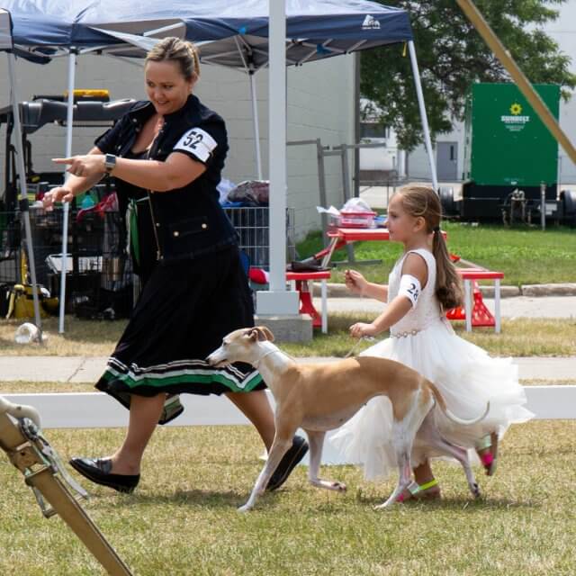 AKC Pee Wee