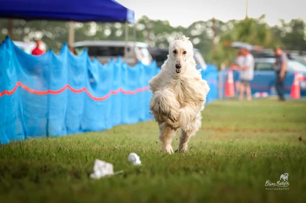Sandy chasing the lure during a Fast CAT run.
