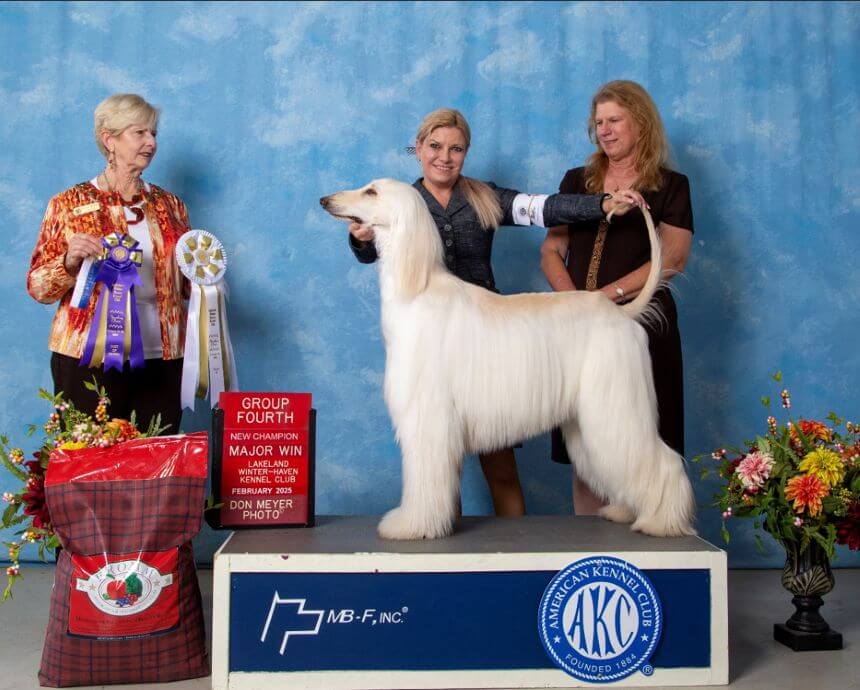 Sandy finishing her Breed championship, with a Group 4 win. Handled by Jennifer Pearce.