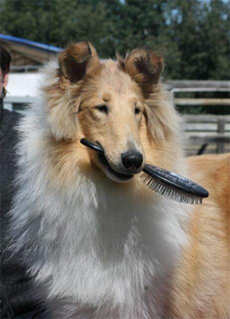 Brush Y