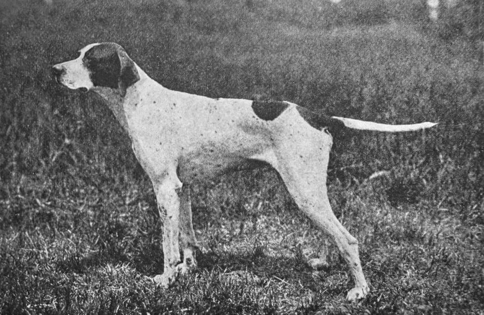 Pointer (Heavy Weight) Ch. Meteor’s Dot II. photo by Schreiber