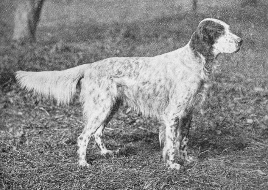 English Setter (Modern Laverack) Ch. Mailwyd Sirdar (imported)