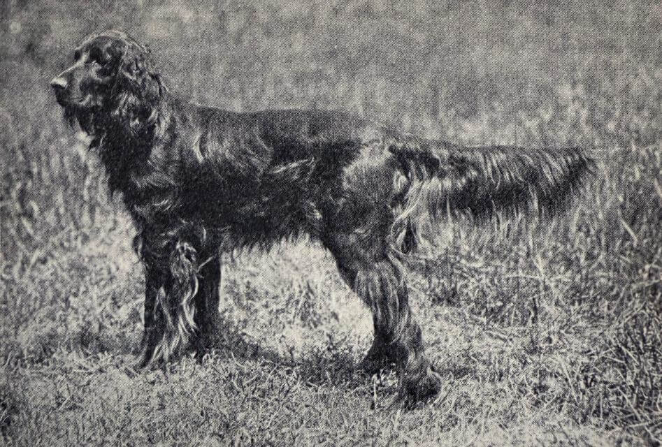 Irish Setter Ch. Lord Lismore
