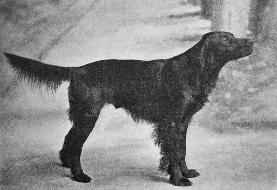 Irish Setter Ch. Lord Lismore