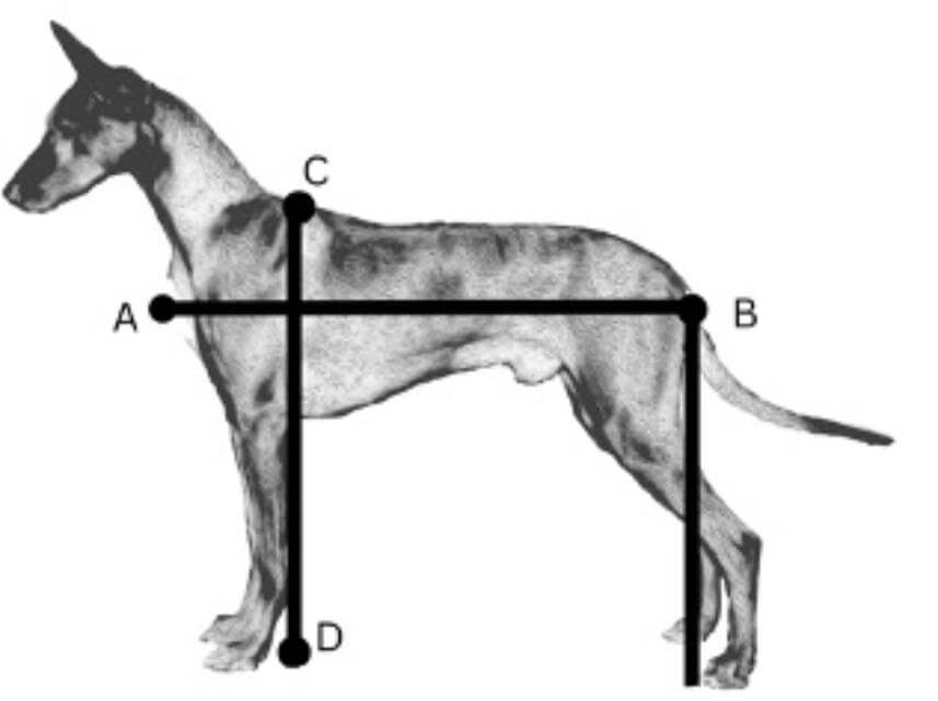 Length of the Pharaoh Hound is measured from “A”to “B,” with “A - B” measuring slightly longer than
“C - D.” A plumb line dropped perpendicularly from
“C” should fall through the back of the elbow and
hug the back of the front legs all the way to the
ground. A plumb line dropped perpendicularly from
“B” should parallel the hock and fall directly in front
of the rear toes, if the dog is balanced in the rear.