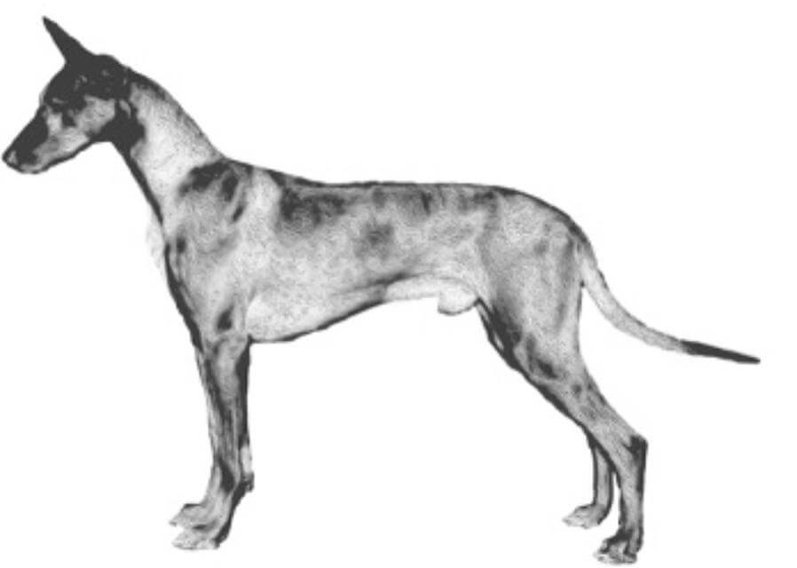 Correct proportions, angulation, and balance
