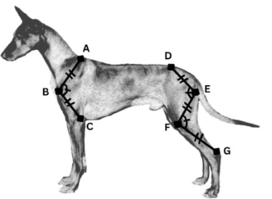 Correctly balanced front and rear bone lengths and angulation:Angle “A-B-C” = “D-E-F” and “E-F-G.” Lengths “A-B,” “B-C,” “D-E,”
“E-F,” & “F-G” are approximately equal.