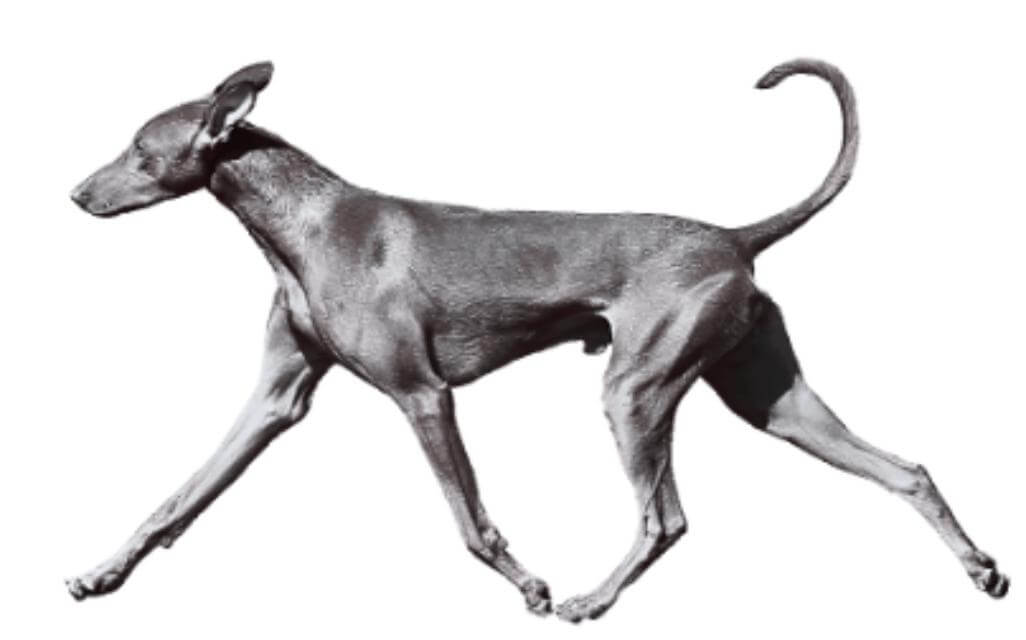 “The legs and feet should move in line with the body.”