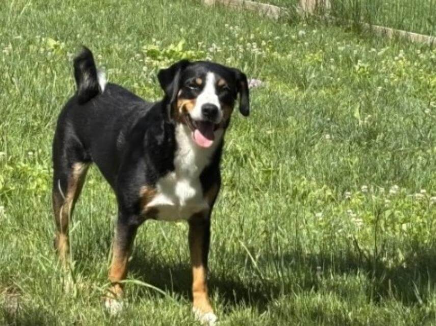 The Appenzeller tail set is unique to the Swiss Sennen breeds.