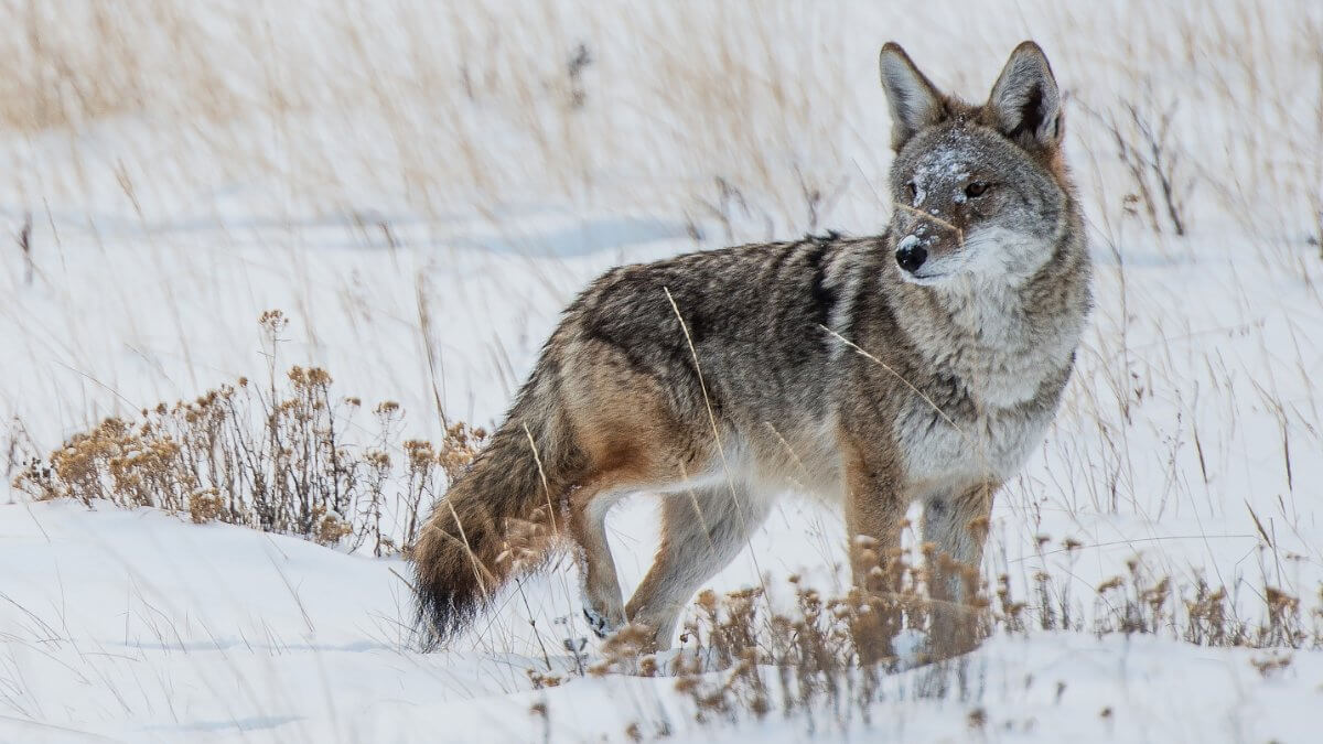 Coyote Winter Hunt. Colorado Rocky Mountains Coyote.