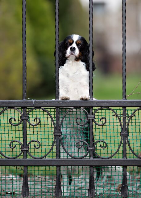 The Real Deal on Dog Fences: What Works, What Doesn’t, and Why It Matters