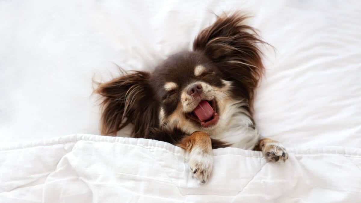 Funny chihuahua dog sleeping in bed. brown chihuahua dog sleeping on a pillow in bed