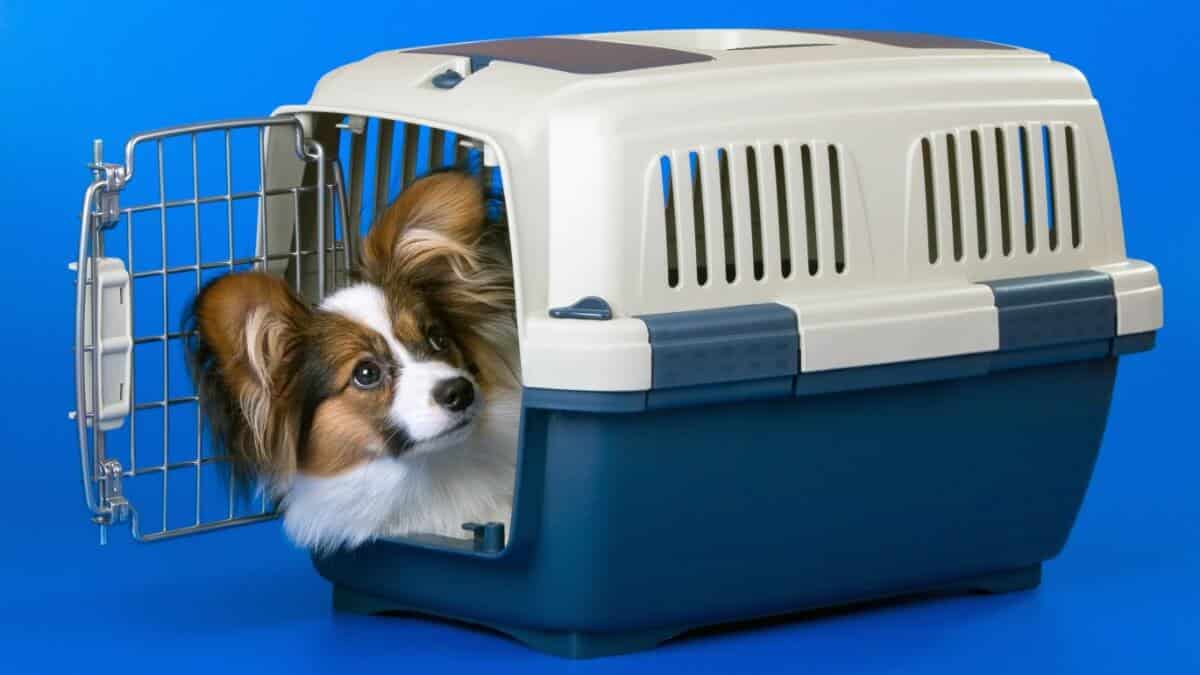 Young Papillon dog in a plastic carrier