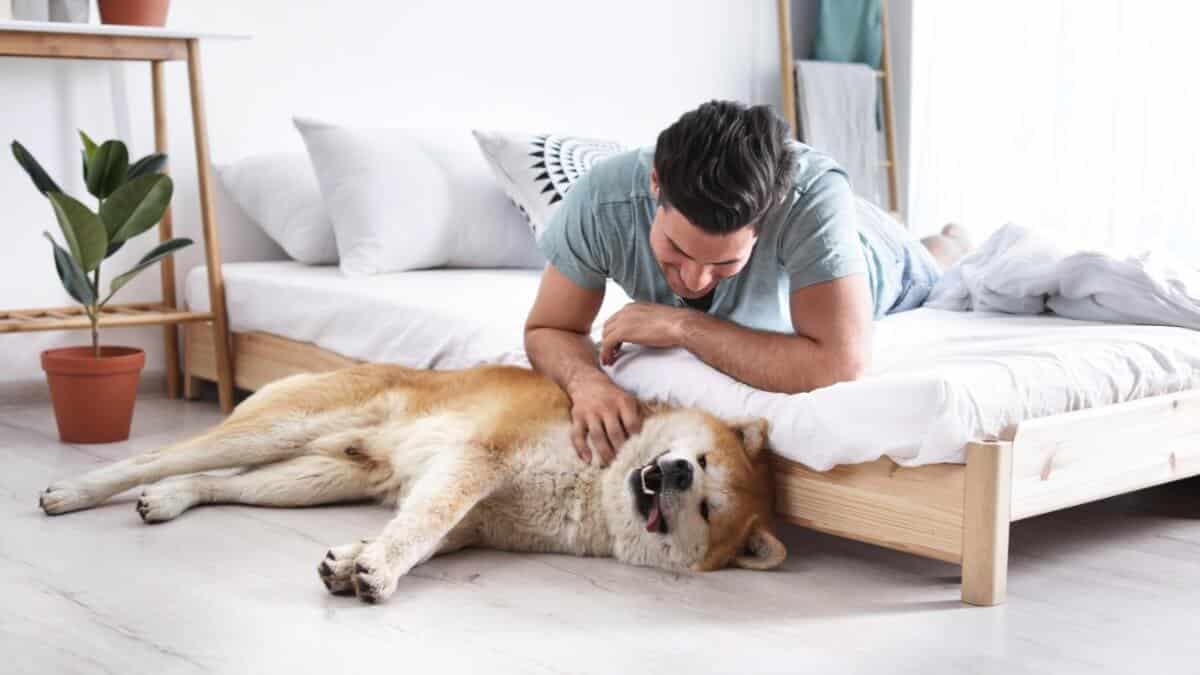 Man and Akita Inu dog in bedroom with houseplants.