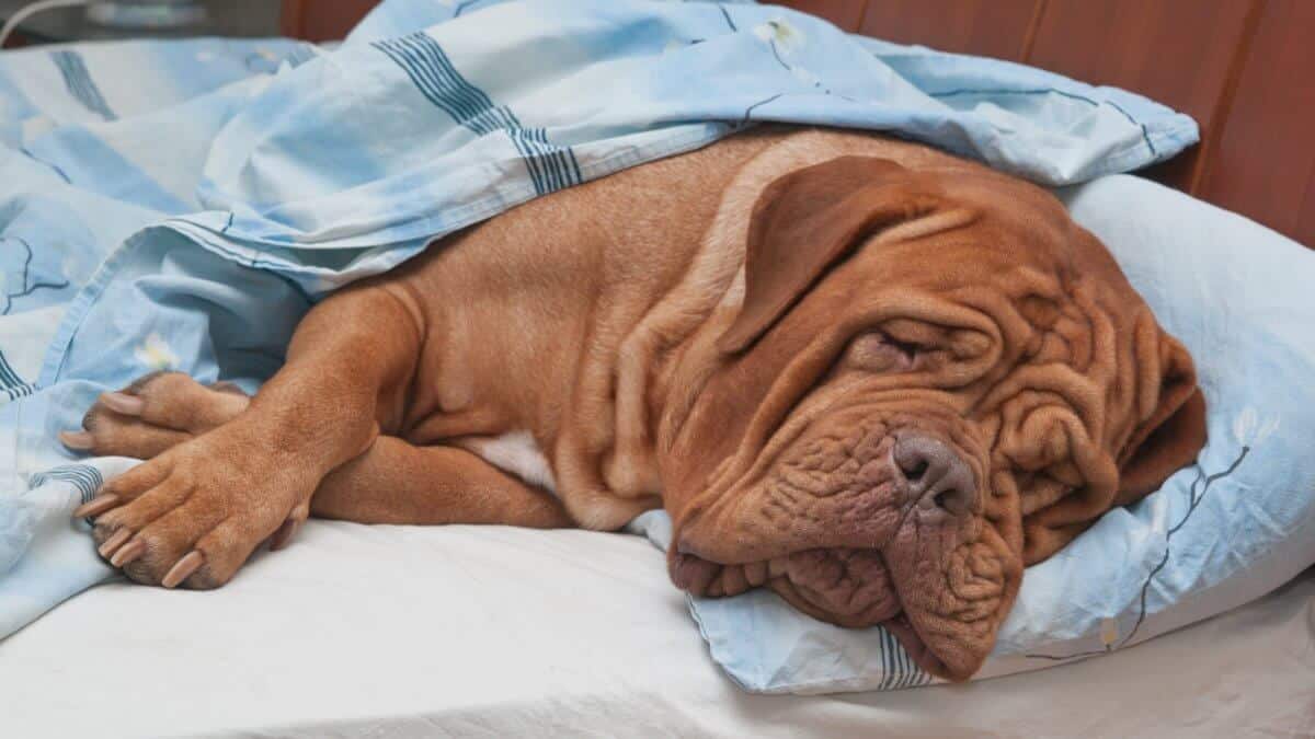 Dog Sleeping Sweetly in Owner s Bed. Dogue De Bordeaux Dog (French Mastiff) Sleeping Sweetly in Owner s Bed