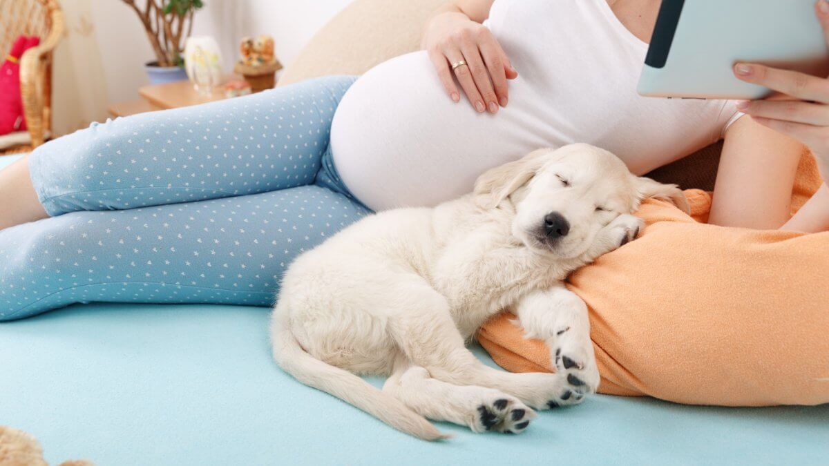 Pregnant woman using a tablet with a Golden Retriever puppy at home