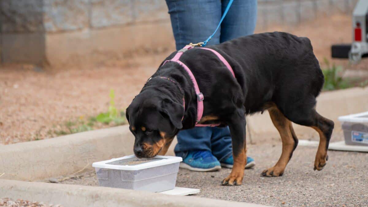 Rottweiler checking a box for scent. Rottweiler checking a container during a scent work game for the odor