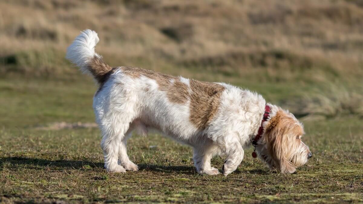 Grand Basset Griffon Vendeen hound dog picking up the scent.
