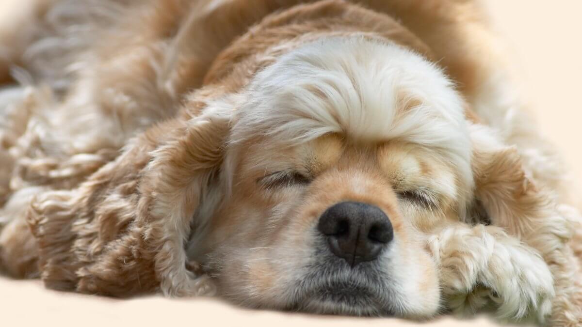 Close-up head photo of a yung dog sleeping