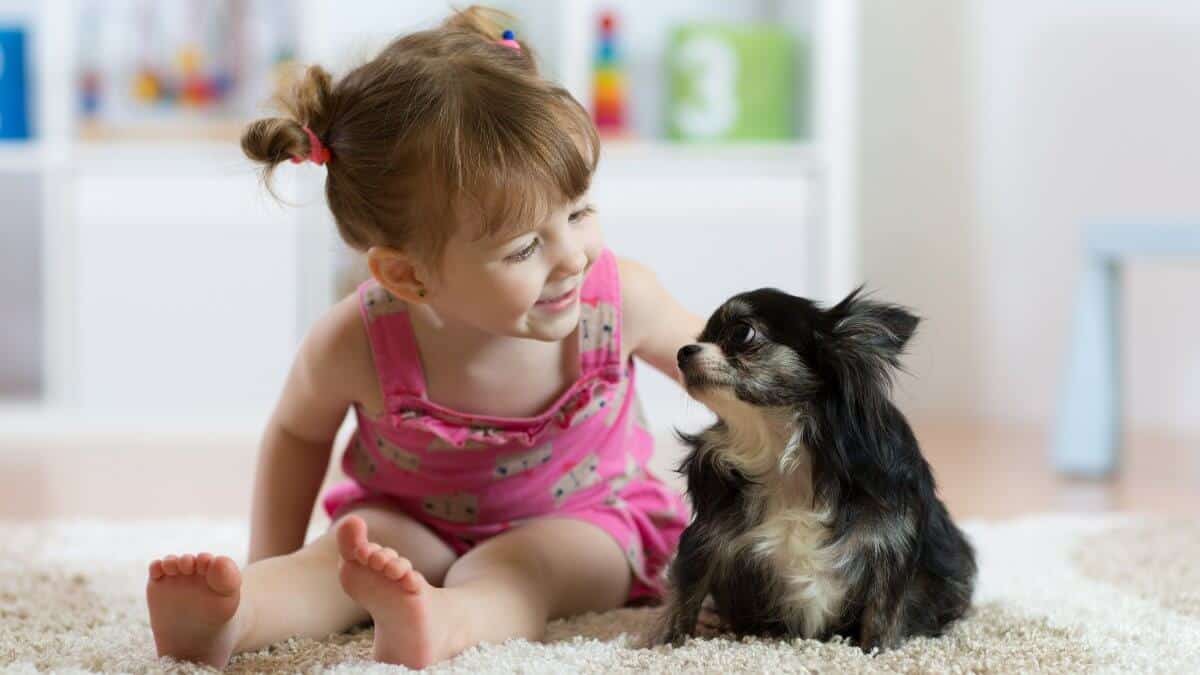 Child girl plays with little dog black hairy Chihuahua