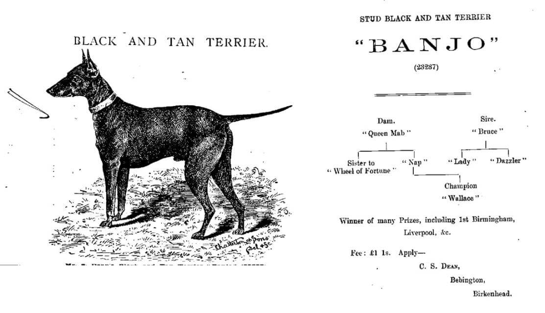A Crufts catalog advertisement from 1891. Banjo was born in 1884 and was owned by Lt. Colonel C.S. Dean.
