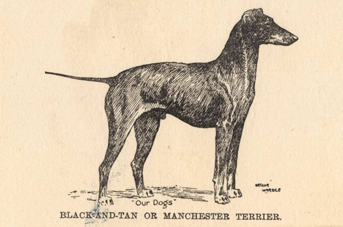 Illustration by Arthur Wardle, 1912, “Our Dogs” collection