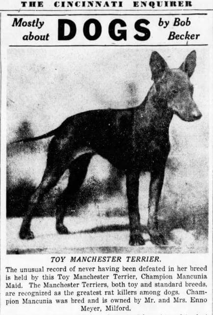 Ch. Mancunia Maid, pictured here, bred from many generations of Manchester Terrier lines, was registered in 1939 as a Manchester Terrier, and was shown and finished undefeated as a Toy Manchester.