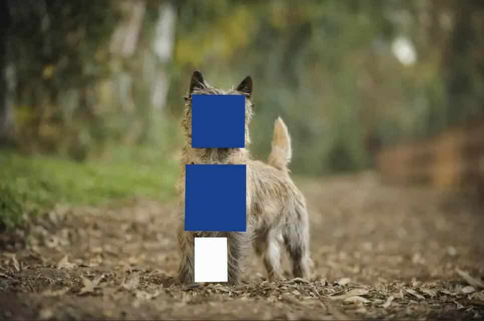 Images from widest to narrowest(l. to r.): barrel, well-sprung heart, moderately sprung heart, oval. Credits: Stafforshire Bull Terrier, Crashkon Mel Bee; Cairn Terrier, Shutterstock image, photographer Nicole; Smooth Fox Terrier, Sweetmont Painted Pony; Bedlington Terrier, Plumerias Ocean Mist