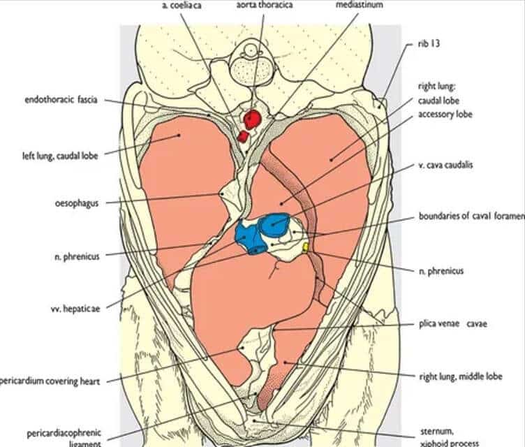 Heart-shaped chest. Credit: Veterian Key