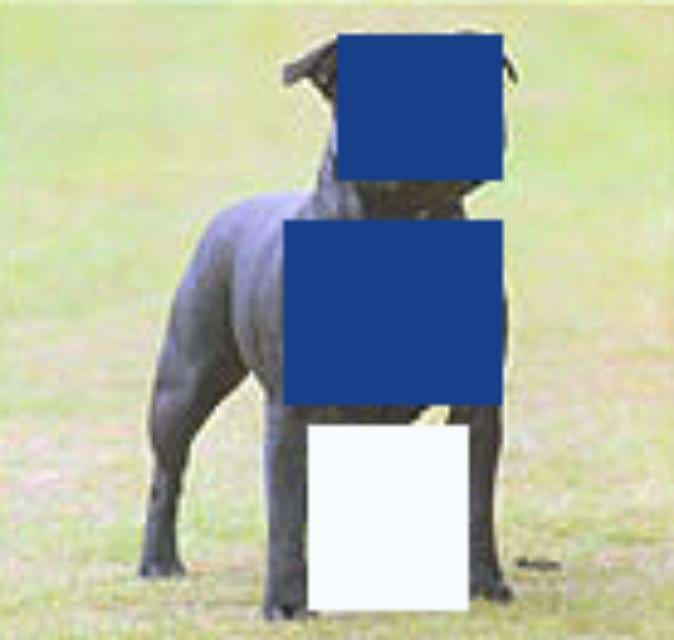 Images from widest to narrowest(l. to r.): barrel, well-sprung heart, moderately sprung heart, oval. Credits: Stafforshire Bull Terrier, Crashkon Mel Bee; Cairn Terrier, Shutterstock image, photographer Nicole; Smooth Fox Terrier, Sweetmont Painted Pony; Bedlington Terrier, Plumerias Ocean Mist