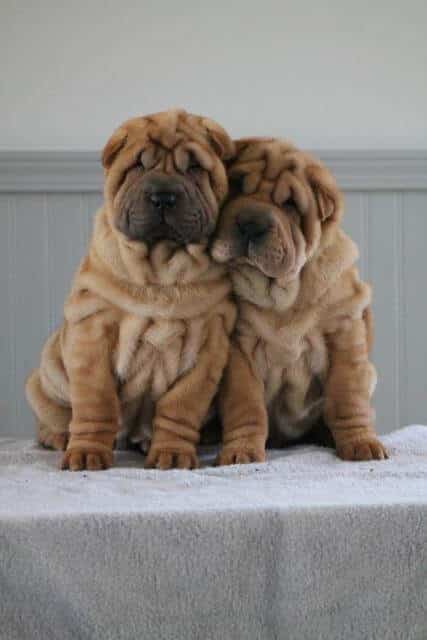 Cute-Good-Fortune-pups