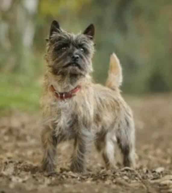 Images from widest to narrowest(l. to r.): barrel, well-sprung heart, moderately sprung heart, oval. Credits: Stafforshire Bull Terrier, Crashkon Mel Bee; Cairn Terrier, Shutterstock image, photographer Nicole; Smooth Fox Terrier, Sweetmont Painted Pony; Bedlington Terrier, Plumerias Ocean Mist