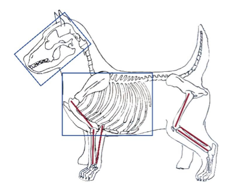 A Cairn Terrier with blue boxes and red sticks. Credit: Anne M. Tureen