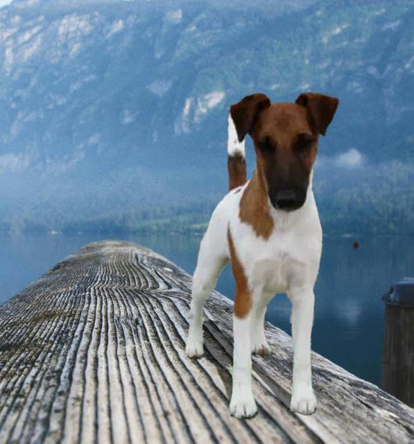 Images from widest to narrowest(l. to r.): barrel, well-sprung heart, moderately sprung heart, oval. Credits: Stafforshire Bull Terrier, Crashkon Mel Bee; Cairn Terrier, Shutterstock image, photographer Nicole; Smooth Fox Terrier, Sweetmont Painted Pony; Bedlington Terrier, Plumerias Ocean Mist