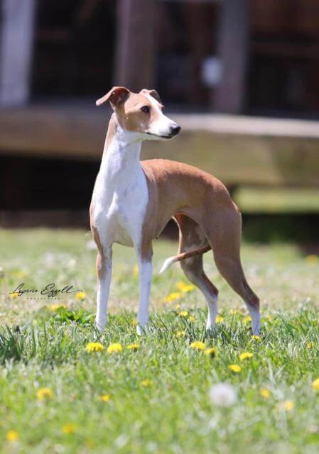 Italian Greyhound