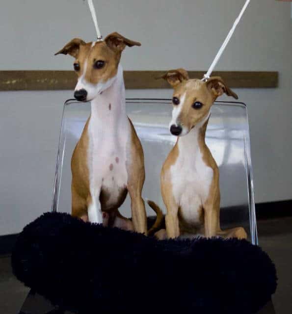 Italian Greyhound
