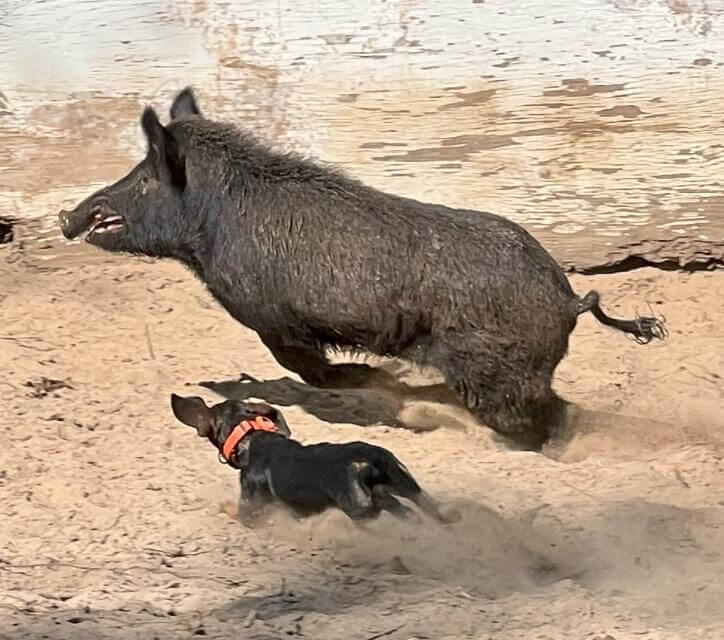 The Dachshund shows enough versatility that it can even be used to bay wild boar.There’s not much in their anatomical structure that makes them suitable for the task,
but sheer willpower counts for a lot. To breed Dachshunds solely for this purpose would
eventually undermine the Breed Standard.