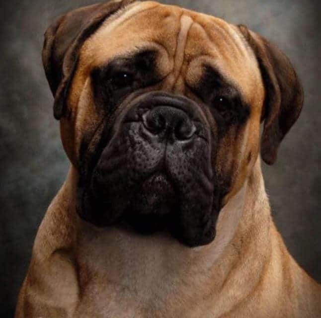 Jackson Head Shot