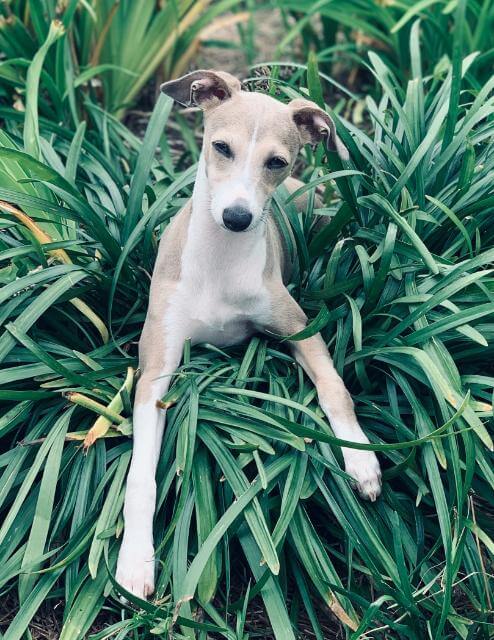 Italian Greyhound