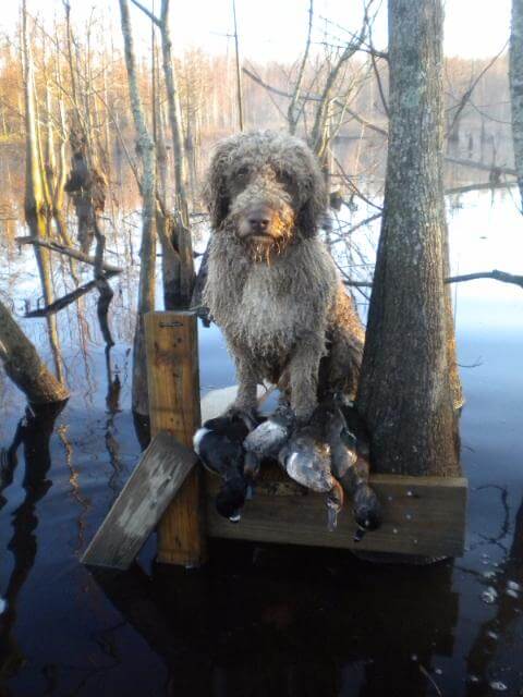 Although the Spanish Water Dog has been used of late as an excellent herding dog, its roots are in the water and it can function extremely well as a water retriever. This type of versatility is thoroughly in keeping with the Breed Standard and will solidify, rather than undermine, breed type.