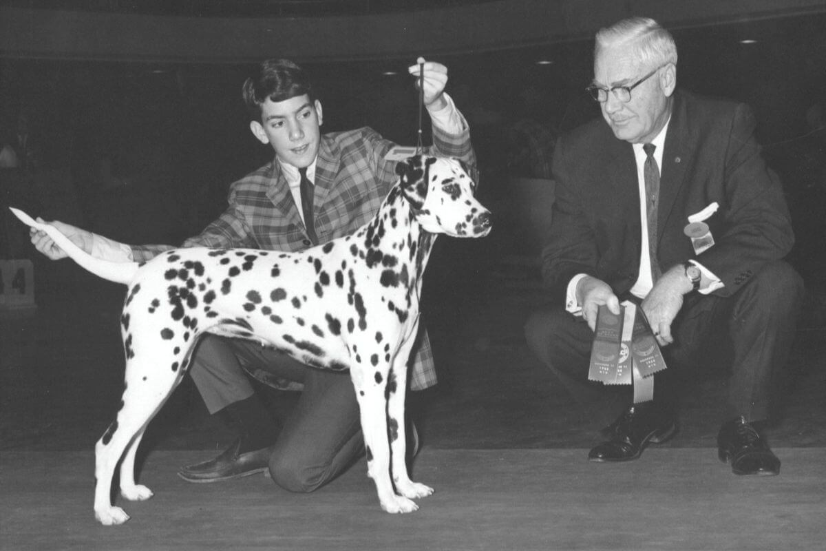 1966 - Young Charles winning WB, BOW, BOB with Ch. Korcula Salona DC under Dr. Frank R. Booth