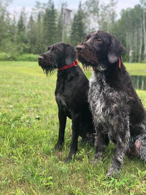 German Wiredhaired Pointer