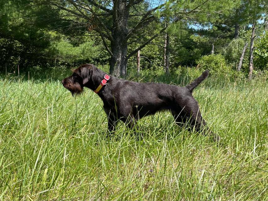German Wiredhaired Pointer