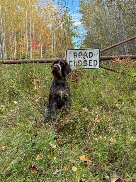 German Wiredhaired Pointer