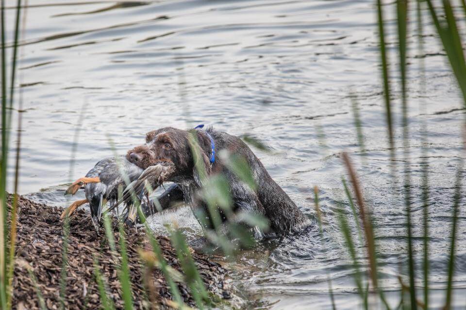 German Wiredhaired Pointer