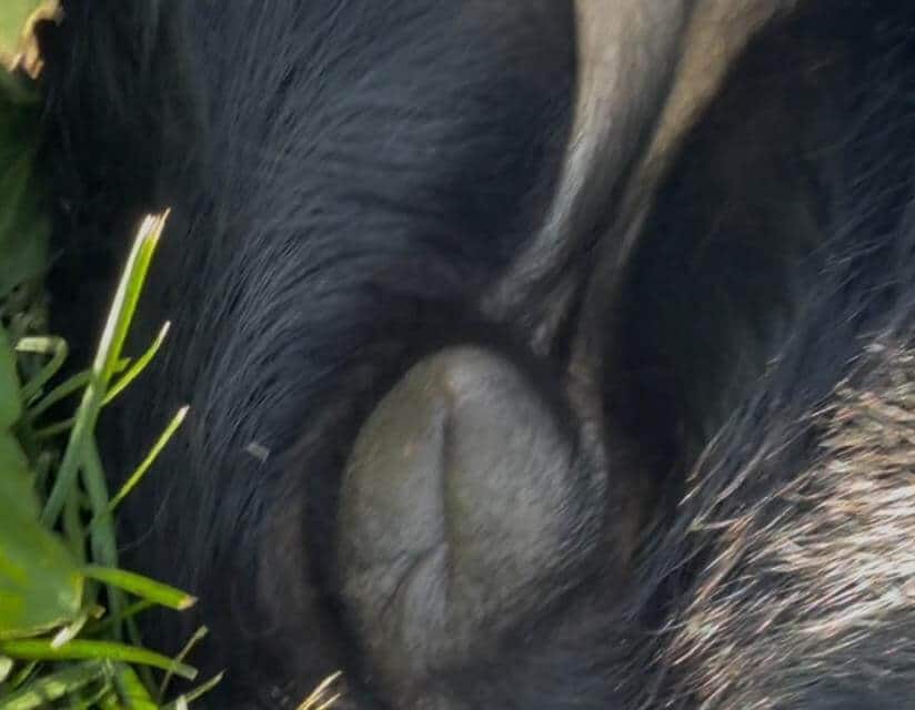 One sign of estrus in a spayed female is an enlarged vulva.