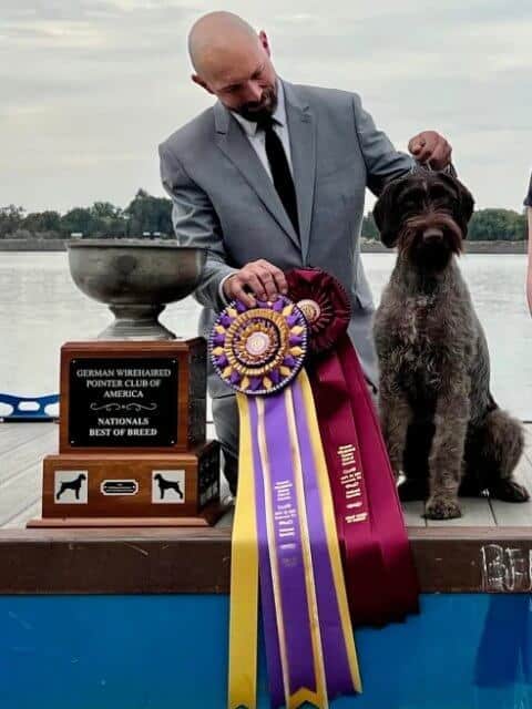German Wirehaired Pointer (GWP) with its handler who's holding dog show ribbons
