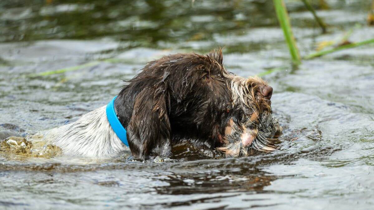 German Wirehaired Pointer (GWP) swimming