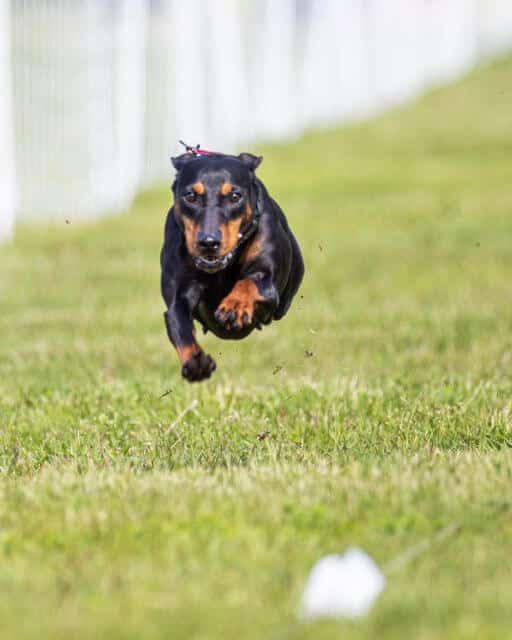 German Pinscher