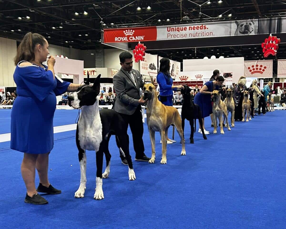 The AKC National Championship Presented by Royal Canin